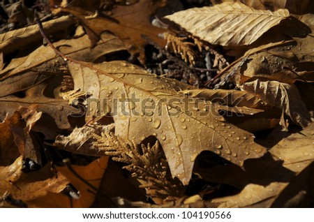 Autumn Leaves- An autumn oak leaf rests in a bed of fall foliage