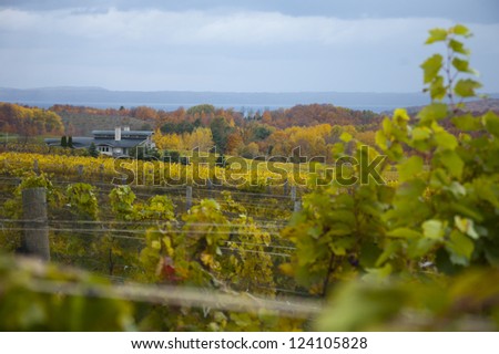 Vineyard and grapevines with fall colors