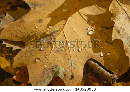 Autumn leaf and water droplets in bright sunshine
