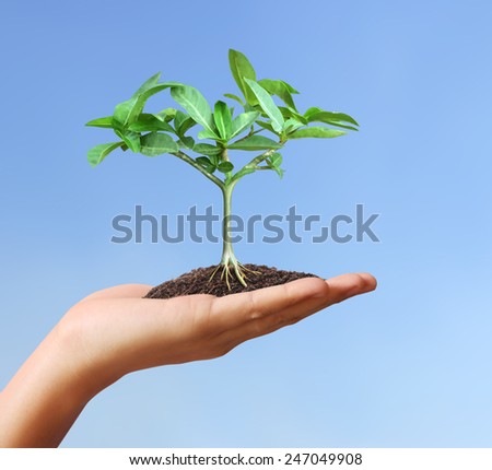 Close up hands holding plant