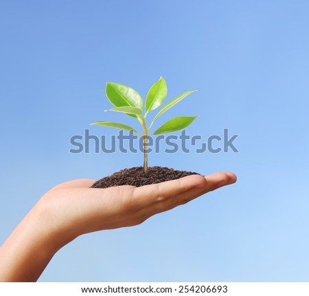 Close up hands holding plant