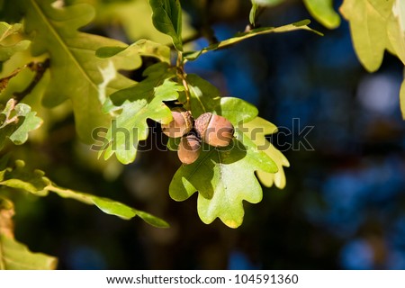 Acorn and oak tree leaves