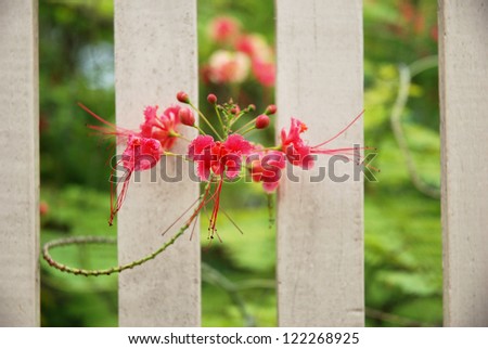 Red flower on the fence