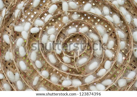Silk worm cocoons nests color white