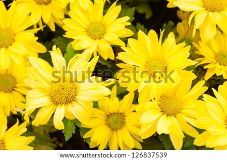 Yellow flower background