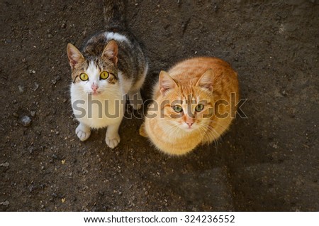 Two cute hungry cats waiting for food, animal portrait