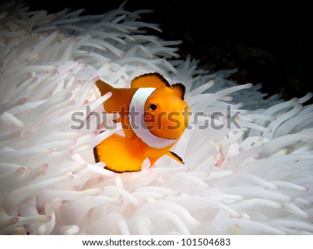 Portrait of a single anemone fish nestled in white anemone in Sipadan, Borneo.