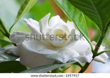 Flowering Gardenia