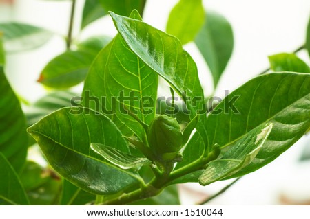 Bud of Gardenia flower