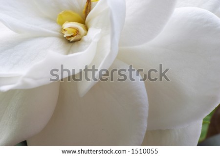 Flower of Gardenia