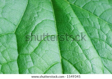 Cucumber leaf structure