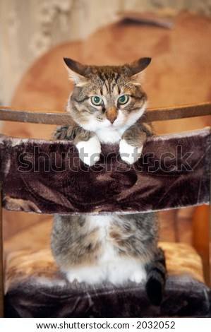 Cat posing for camera. Kuzia - senior cat (12 y.o.)