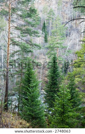 Mountain forest. Health resort Belokurikha, Altay, Siberia