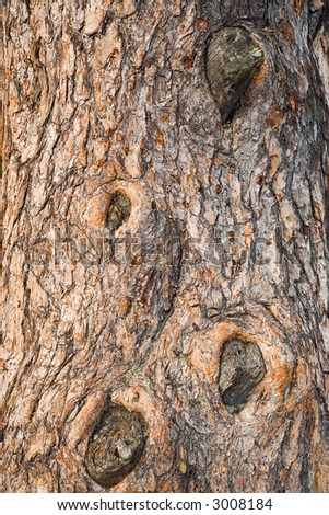 Close-up old spruce bark texture. Forest near Belokurikha, Altay, Siberia