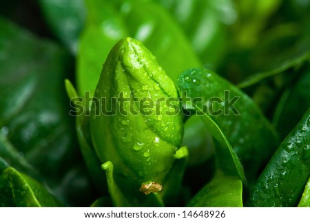 Bud of gardenia flower with raindrops. Macro