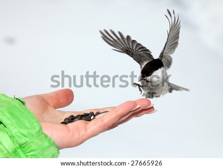 Chickadee landing to women arm