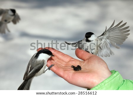 Chickadees landing to women arm