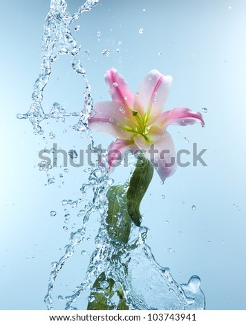 Close up view of lily in water splash