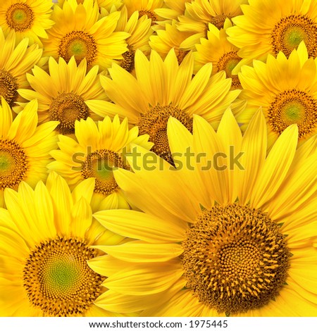 Слънчев кехлибар - Page 5 Stock-photo-beautiful-yellow-sunflower-petals-closeup-1975445