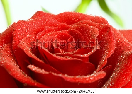 Closeup of red rose petails covered dew