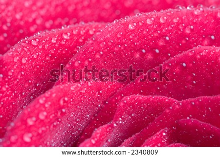 Closeup of pink rose petails covered dew