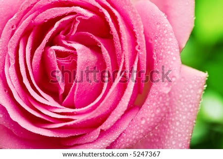 Closeup of pink rose petails covered dew