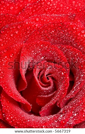 Close up of red rose petails covered dew