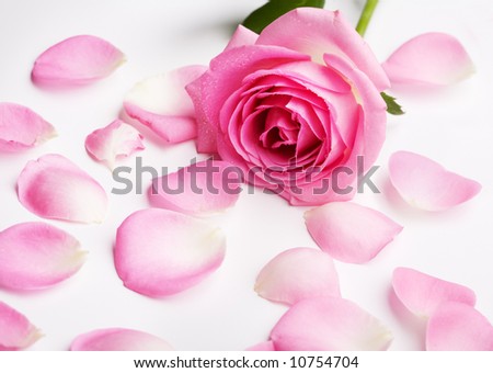 hot pink rose petals. Pink+rose+petals