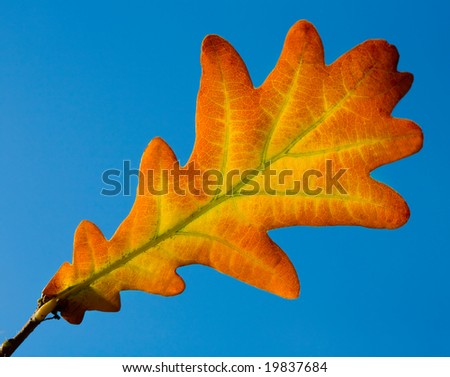 single oak leaf on blue sky