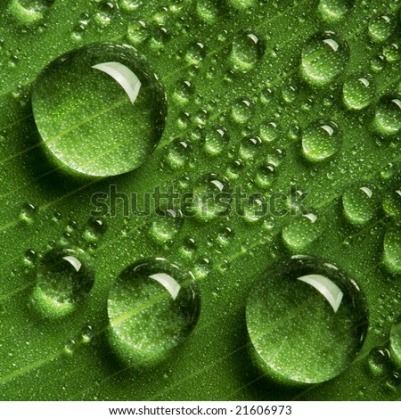 Water Droplets Wallpaper. the water drops background
