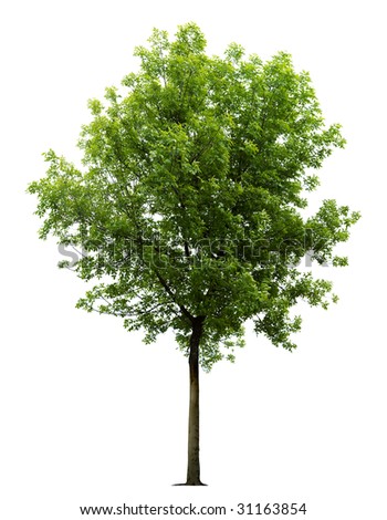 stock photo Isolated green tree on the white background