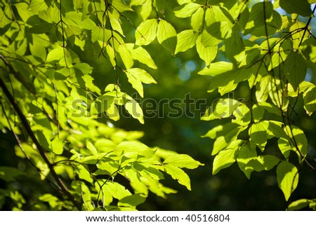 Green leaf background on dark