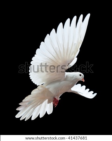 A free flying white dove isolated on a black background A free flying white dove isolated on a black background