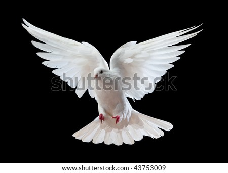 A free flying white dove isolated on a black background A free flying white dove isolated on a black background