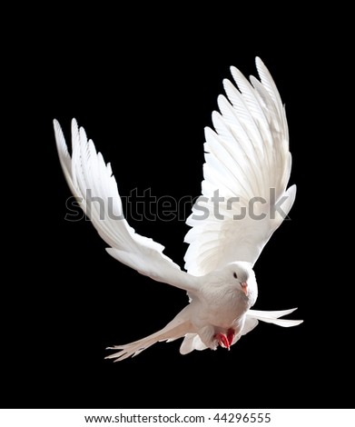 A free flying white dove isolated on a black background A free flying white dove isolated on a black background