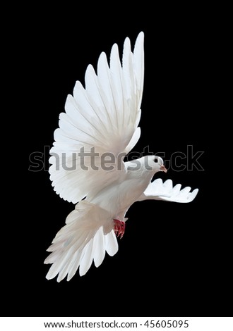 A free flying white dove isolated on a black background A free flying white dove isolated on a black background
