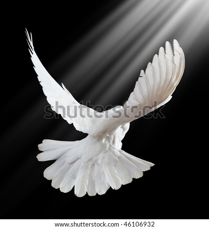 Stock photo a free flying white dove isolated on a black background