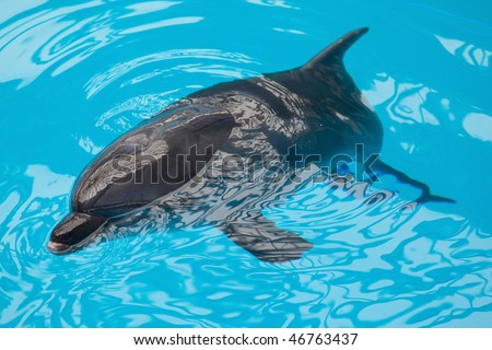 A dolphin looking up at its trainer waiting for his next command