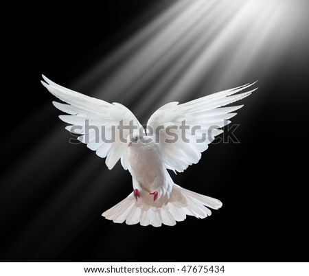 Stock Photography Free on Free Flying White Dove Isolated On A Black Background Stock Photo