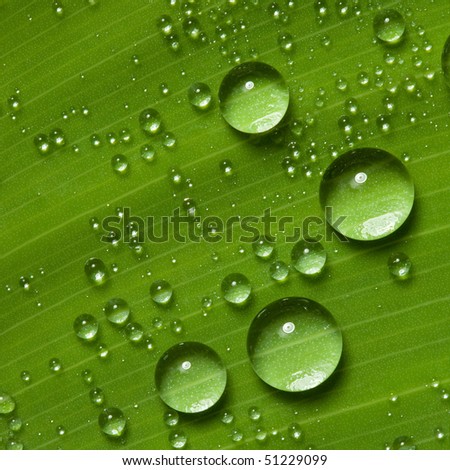 Water drops on fresh green leaf, isolated on white