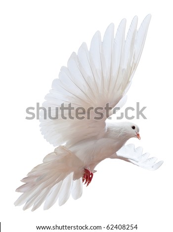 A free flying white dove isolated on a white background A free flying white dove isolated on a white background