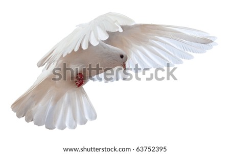 A free flying white dove isolated on a white background A free flying white dove isolated on a white background
