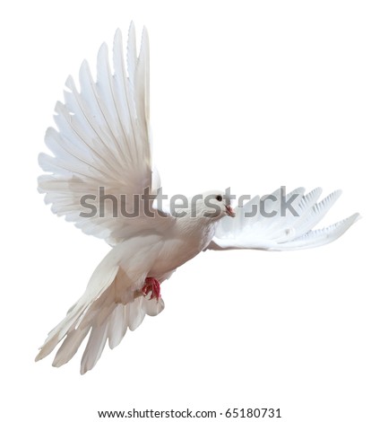 stock photo : A free flying white dove isolated on a white background stock photo : A free flying white dove isolated on a white background