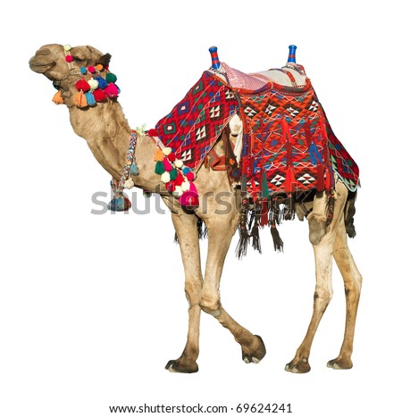 The lonely domestic camel isolated on white.