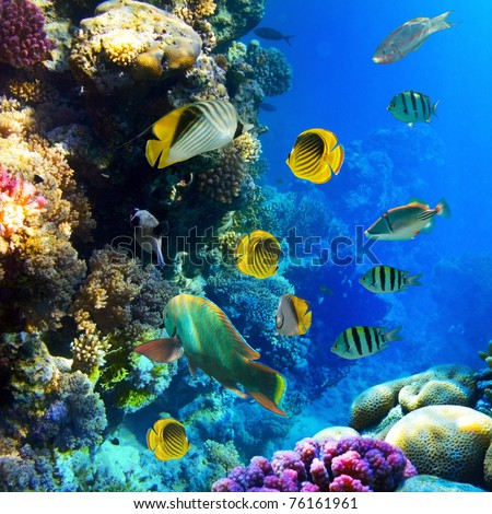 Photo of a tropical Fish on a coral reef
