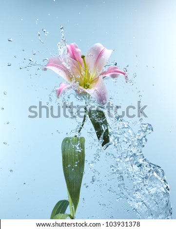 Close up view of lily in water splash