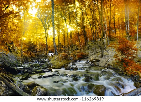 Autumn creek woods with yellow trees foliage and rocks in forest mountain.
