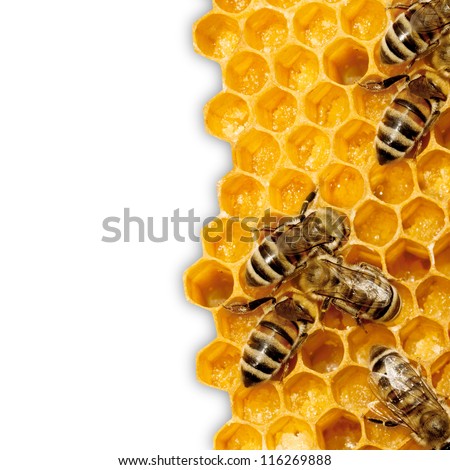 Close Up View Of The Working Bees On Honeycells.