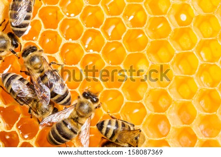 Close Up View Of The Working Bees On Honeycells.