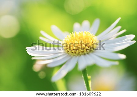Fresh wildflowers spring or summer design. Floral nature daisy abstract background in green and yellow